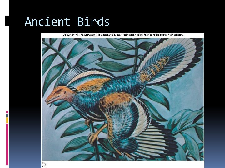 Ancient Birds Ancient Birds