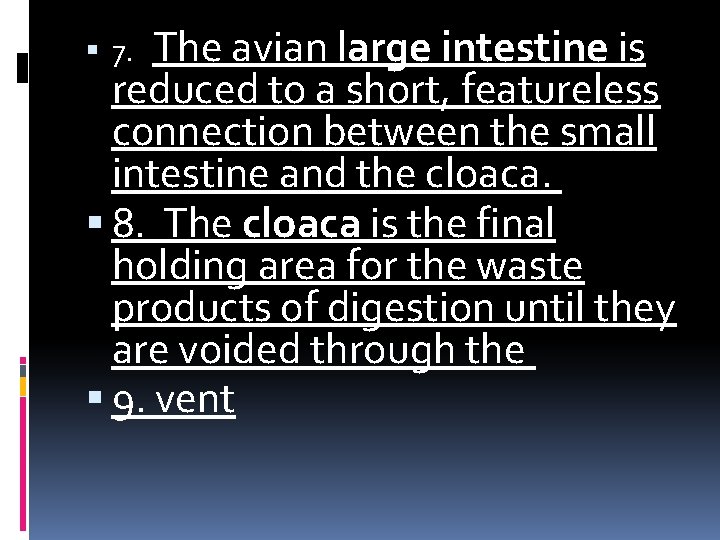 7. The avian large intestine is reduced to a short, featureless connection between 7. The avian large intestine is reduced to a short, featureless connection between