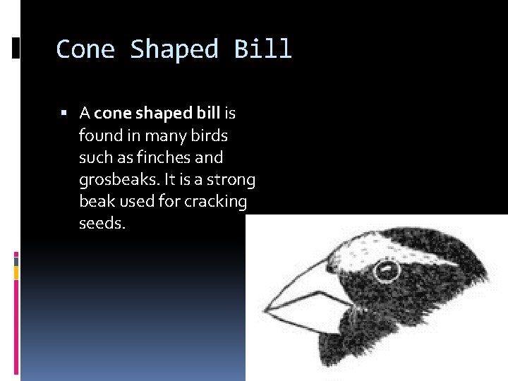 Cone Shaped Bill A cone shaped bill is found in many birds such as Cone Shaped Bill A cone shaped bill is found in many birds such as