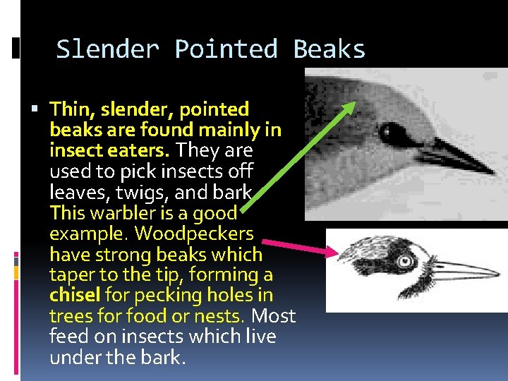 Slender Pointed Beaks Thin, slender, pointed beaks are found mainly in insect eaters. They Slender Pointed Beaks Thin, slender, pointed beaks are found mainly in insect eaters. They