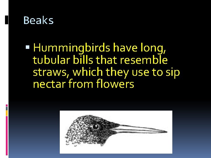 Beaks Hummingbirds have long, tubular bills that resemble straws, which they use to sip Beaks Hummingbirds have long, tubular bills that resemble straws, which they use to sip