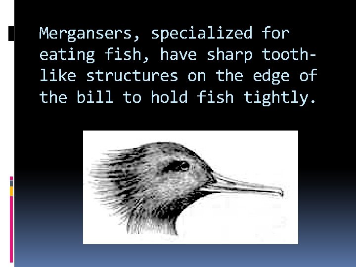 Mergansers, specialized for eating fish, have sharp toothlike structures on the edge of the Mergansers, specialized for eating fish, have sharp toothlike structures on the edge of the