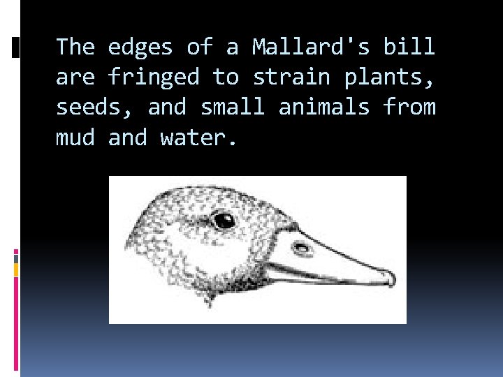 The edges of a Mallard's bill are fringed to strain plants, seeds, and small The edges of a Mallard's bill are fringed to strain plants, seeds, and small