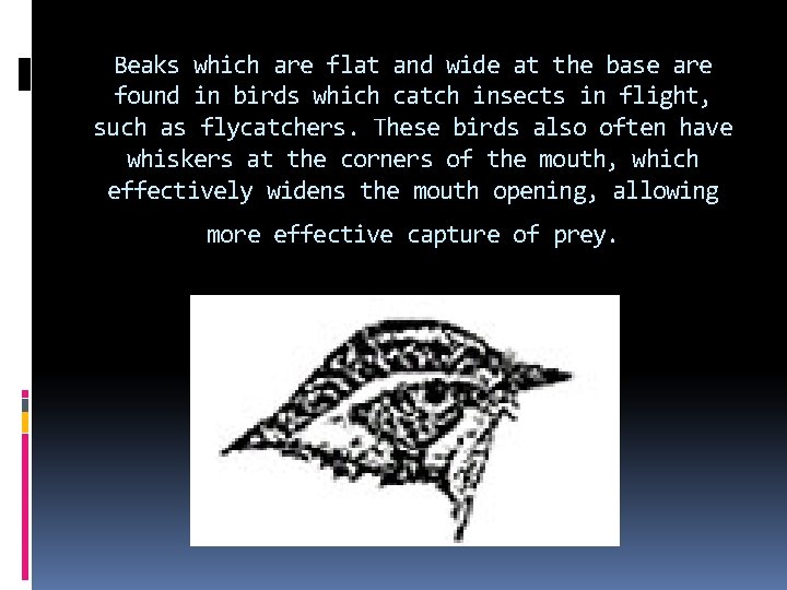 Beaks which are flat and wide at the base are found in birds which Beaks which are flat and wide at the base are found in birds which