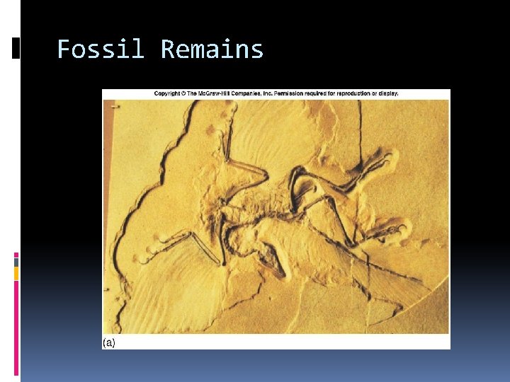 Fossil Remains Fossil Remains