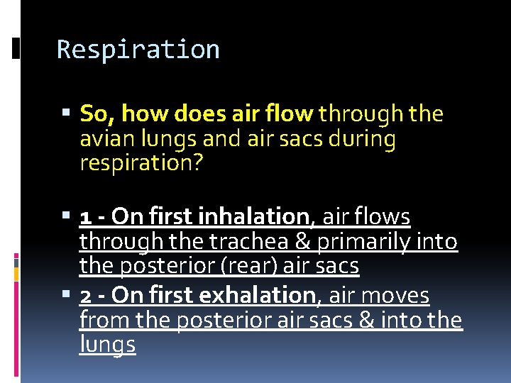 Respiration So, how does air flow through the avian lungs and air sacs during Respiration So, how does air flow through the avian lungs and air sacs during