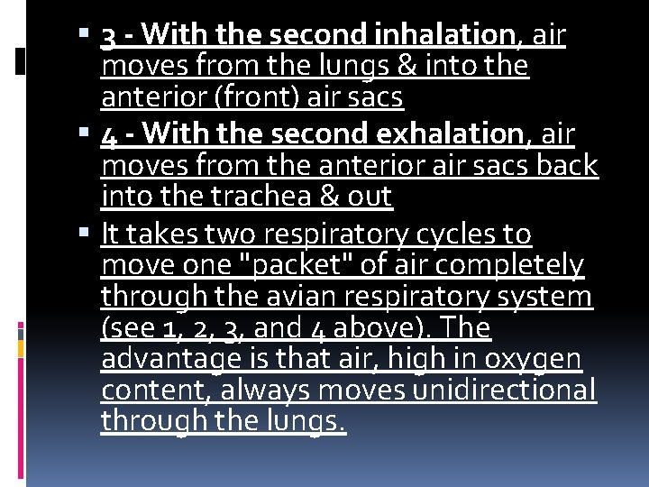 3 - With the second inhalation, air moves from the lungs & into 3 - With the second inhalation, air moves from the lungs & into