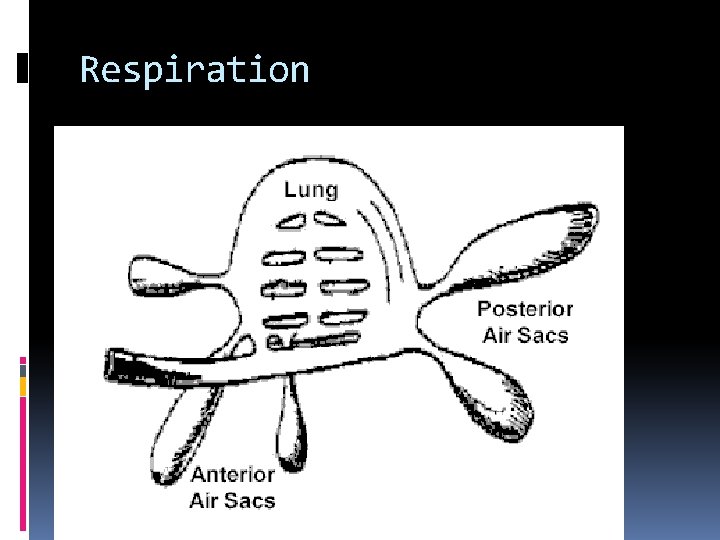 Respiration Respiration