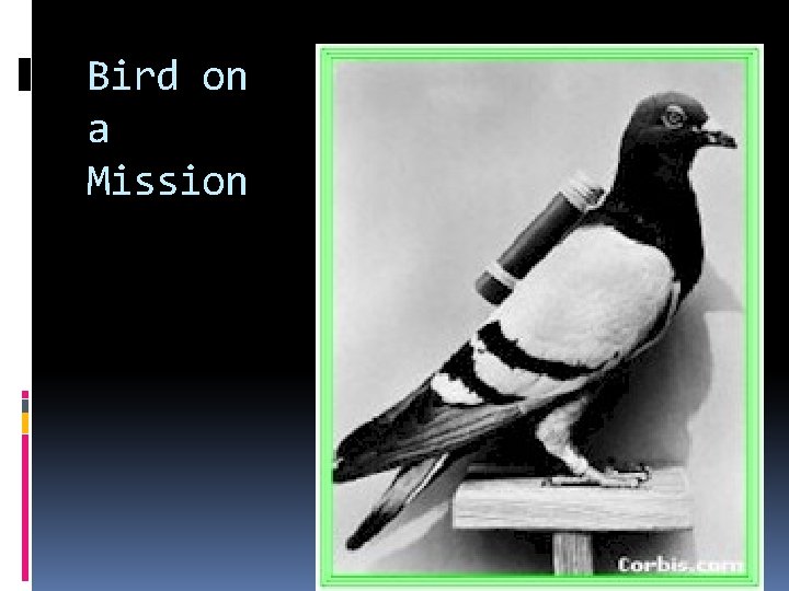 Bird on a Mission Bird on a Mission