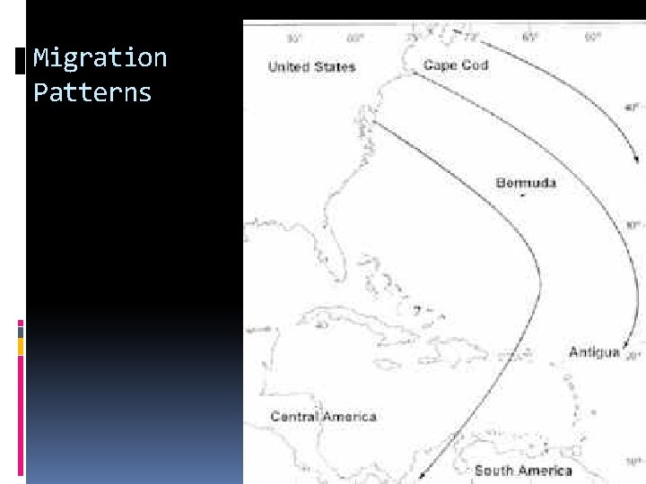 Migration Patterns Migration Patterns