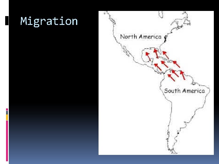 Migration Migration