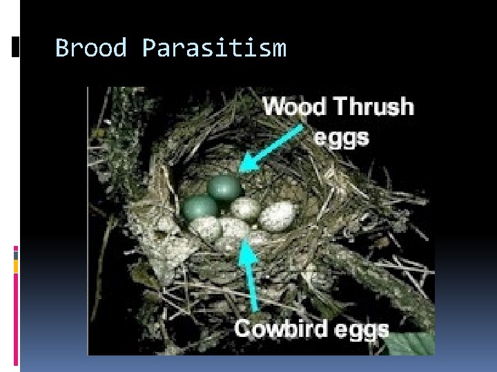 Brood Parasitism Brood Parasitism