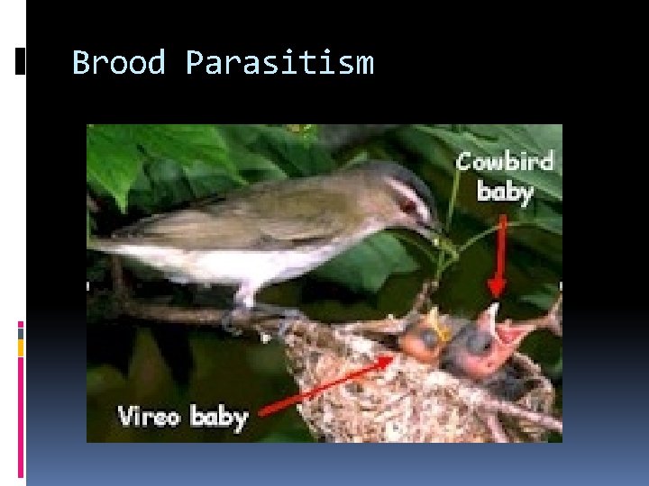 Brood Parasitism Brood Parasitism