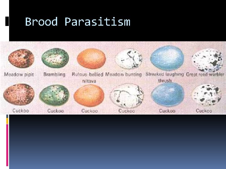 Brood Parasitism Brood Parasitism
