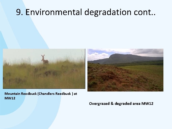 9. Environmental degradation cont. . Mountain Reedbuck (Chandlers Reedbuck ) at MW 12 Overgrazed