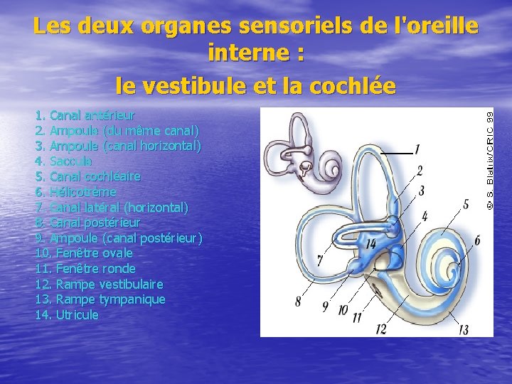 Les deux organes sensoriels de l'oreille interne : le vestibule et la cochlée 1.
