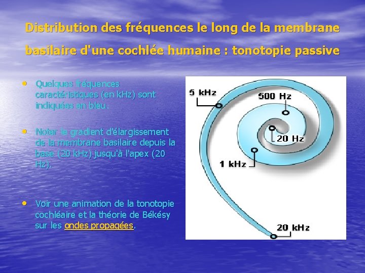Distribution des fréquences le long de la membrane basilaire d'une cochlée humaine : tonotopie