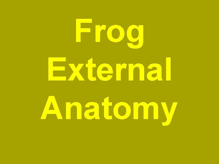 Frog External Anatomy 