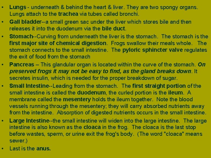  • • Lungs underneath & behind the heart & liver. They are two