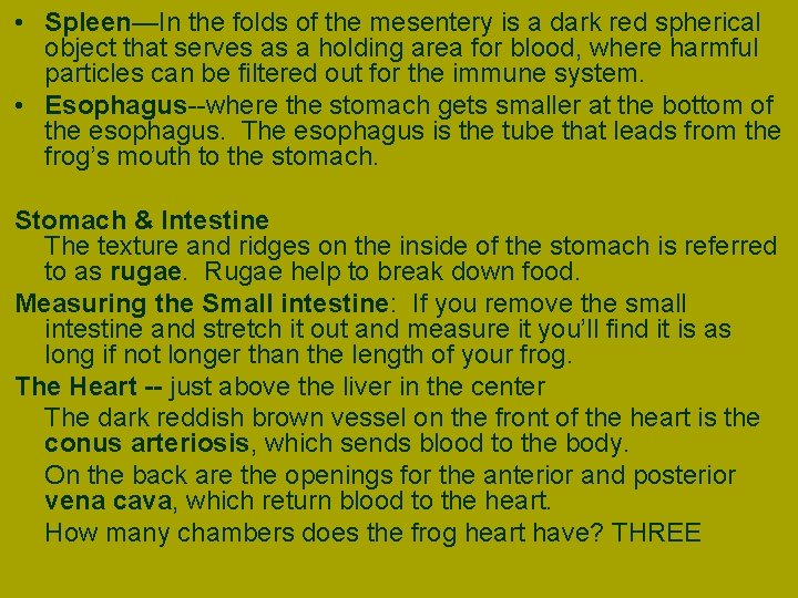  • Spleen—In the folds of the mesentery is a dark red spherical object