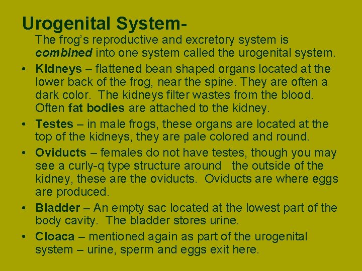 Urogenital System • • • The frog’s reproductive and excretory system is combined into