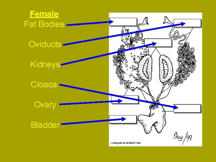 Female Fat Bodies Oviducts Kidneys Cloaca Ovary Bladder 