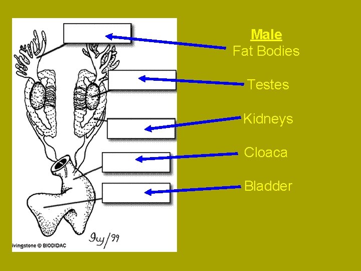 Male Fat Bodies Testes Kidneys Cloaca Bladder 