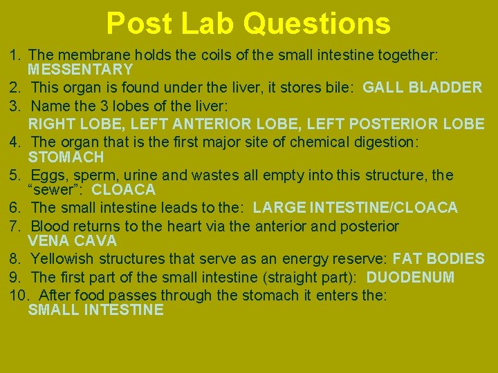 Post Lab Questions 1. The membrane holds the coils of the small intestine together: