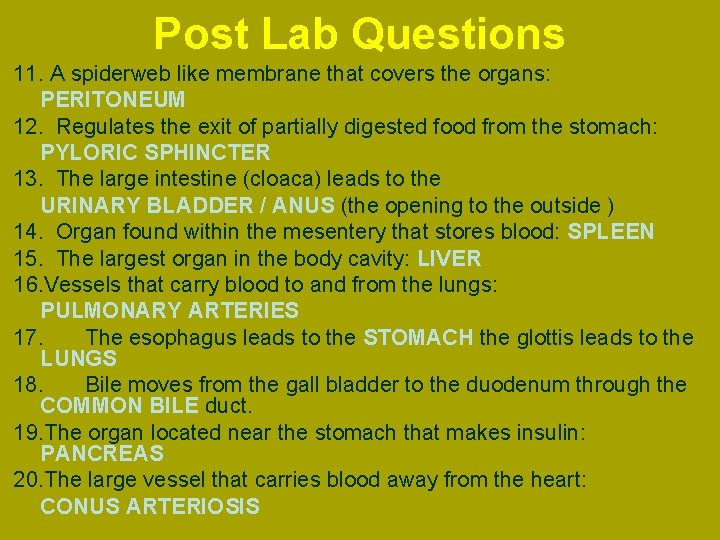 Post Lab Questions 11. A spiderweb like membrane that covers the organs: PERITONEUM 12.