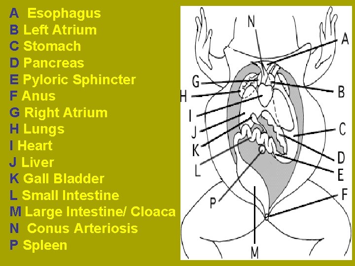 A Esophagus B Left Atrium C Stomach D Pancreas E Pyloric Sphincter F Anus