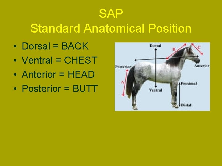 SAP Standard Anatomical Position • • Dorsal = BACK Ventral = CHEST Anterior =