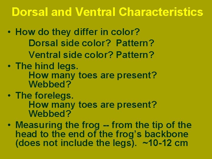 Dorsal and Ventral Characteristics • How do they differ in color? Dorsal side color?