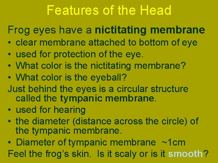 Features of the Head Frog eyes have a nictitating membrane • clear membrane attached