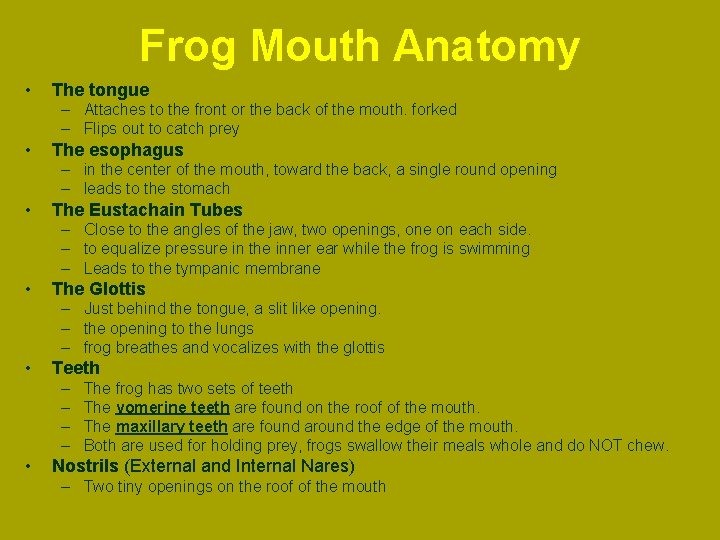 Frog Mouth Anatomy • The tongue – Attaches to the front or the back