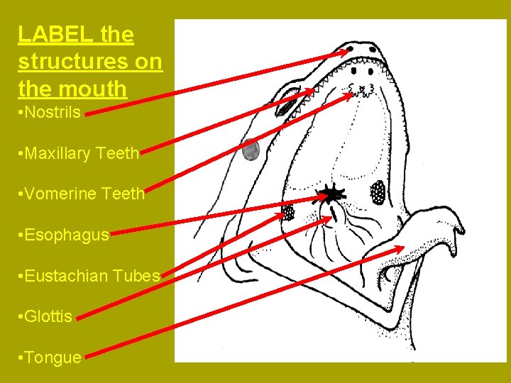 LABEL the structures on the mouth • Nostrils • Maxillary Teeth • Vomerine Teeth