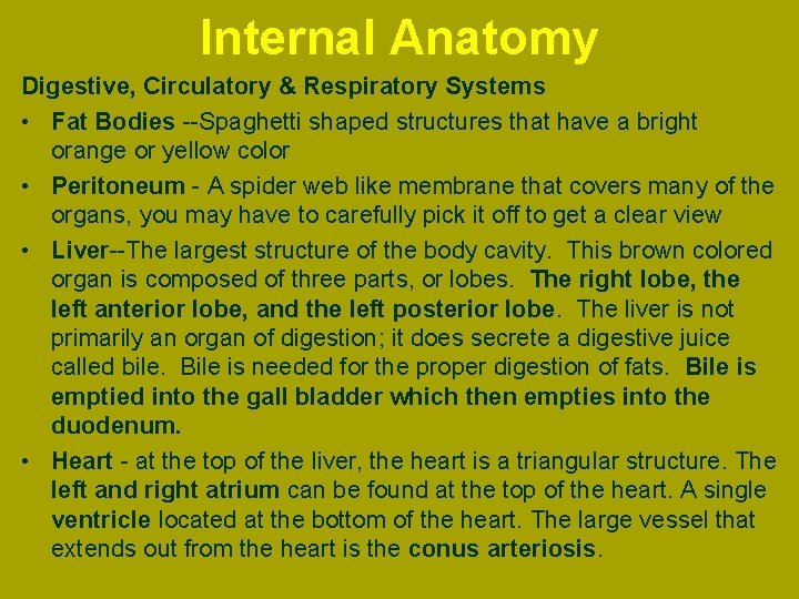 Internal Anatomy Digestive, Circulatory & Respiratory Systems • Fat Bodies Spaghetti shaped structures that