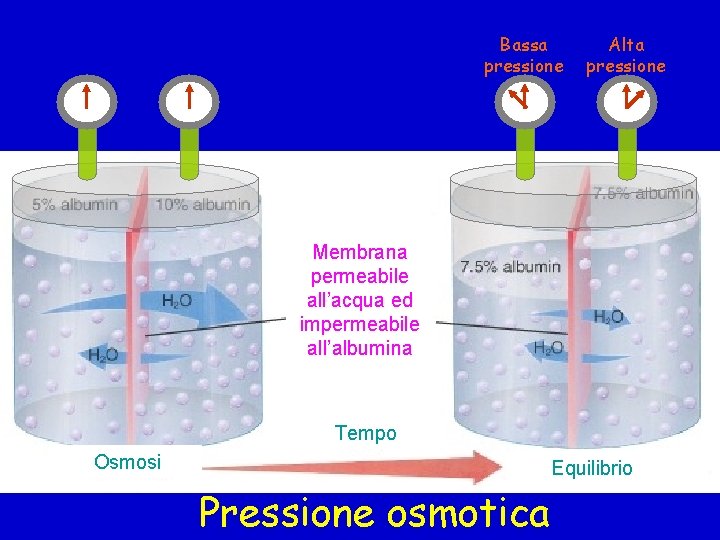 Bassa pressione Alta pressione Membrana permeabile all’acqua ed impermeabile all’albumina Tempo Osmosi Equilibrio Pressione Bassa pressione Alta pressione Membrana permeabile all’acqua ed impermeabile all’albumina Tempo Osmosi Equilibrio Pressione