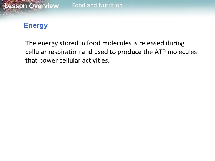 Lesson Overview Food and Nutrition Energy The energy stored in food molecules is released