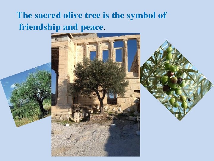 The sacred olive tree is the symbol of friendship and peace. 