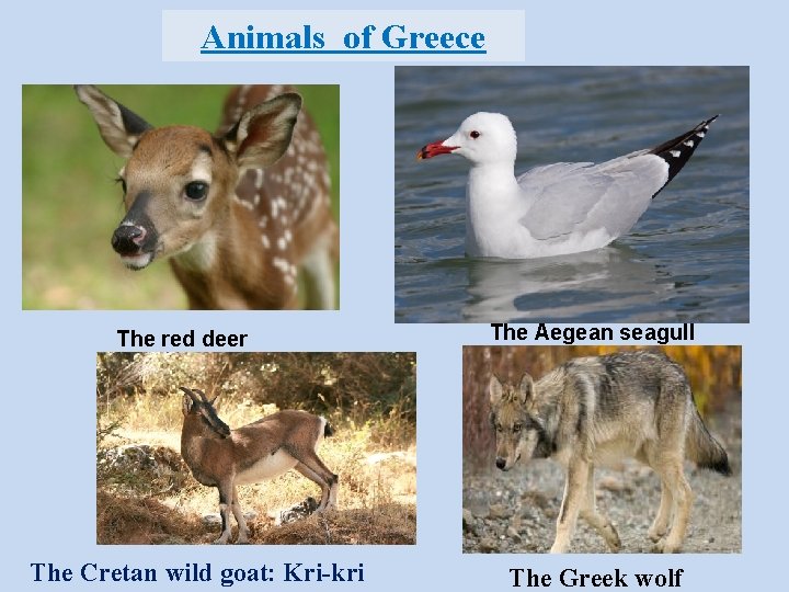 Animals of Greece The red deer The Cretan wild goat: Kri-kri The Aegean seagull