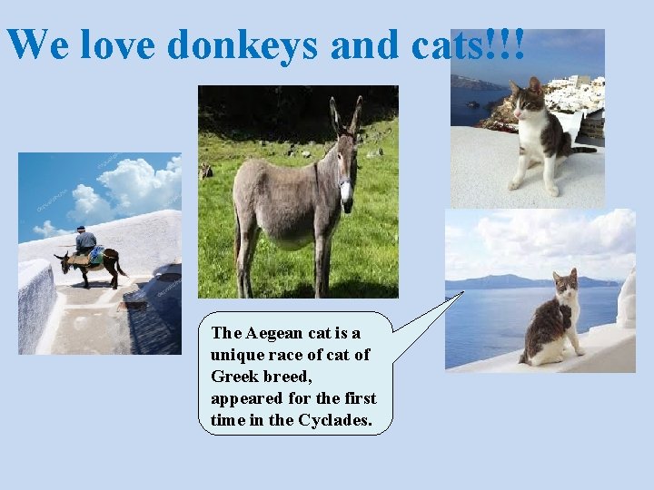 We love donkeys and cats!!! The Aegean cat is a unique race of cat