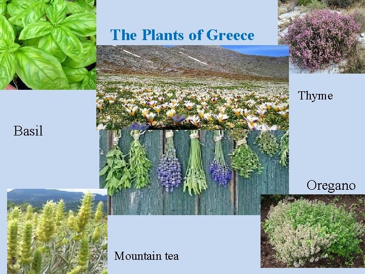 The Plants of Greece Thyme Basil Oregano Mountain tea 