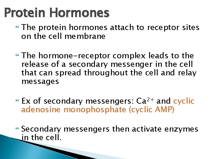 Protein Hormones The protein hormones attach to receptor sites on the cell membrane The