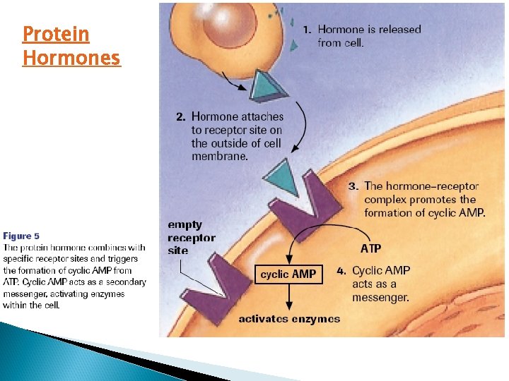 Protein Hormones 