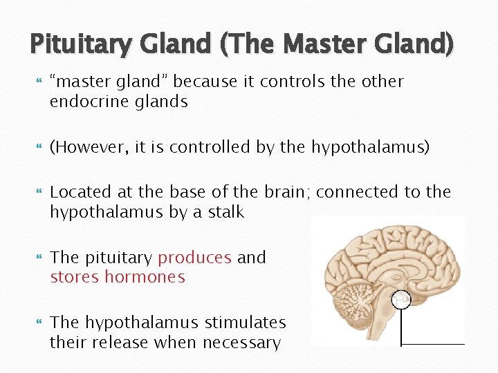 Pituitary Gland (The Master Gland) “master gland” because it controls the other endocrine glands