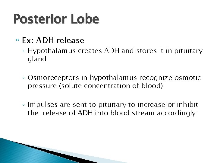 Posterior Lobe Ex: ADH release ◦ Hypothalamus creates ADH and stores it in pituitary