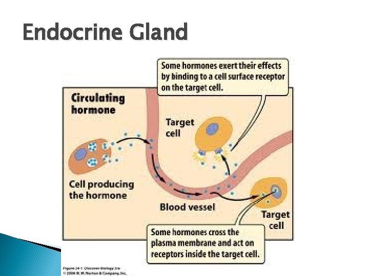 Endocrine Gland 