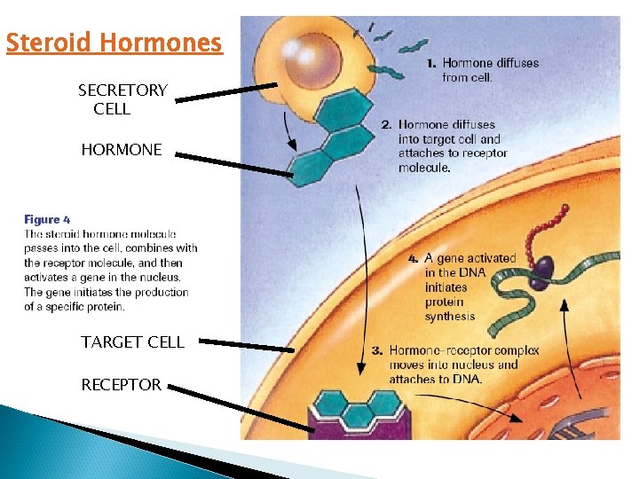 Steroid Hormones SECRETORY CELL HORMONE TARGET CELL RECEPTOR 