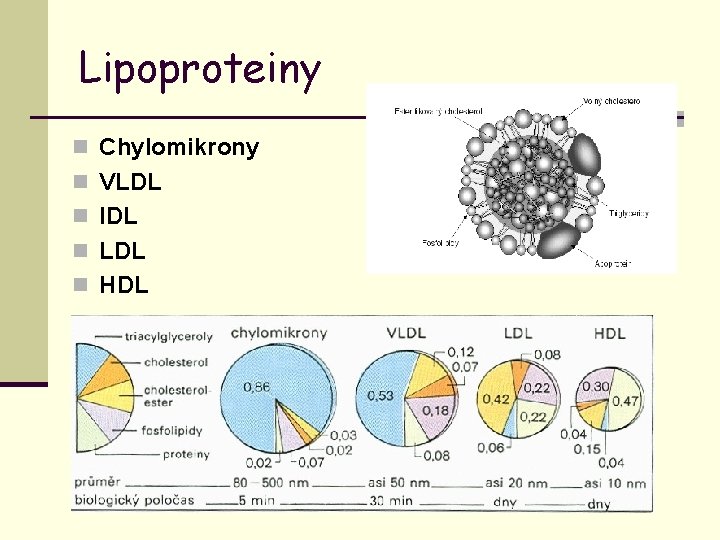 Lipoproteiny n Chylomikrony n VLDL n IDL n LDL n HDL 