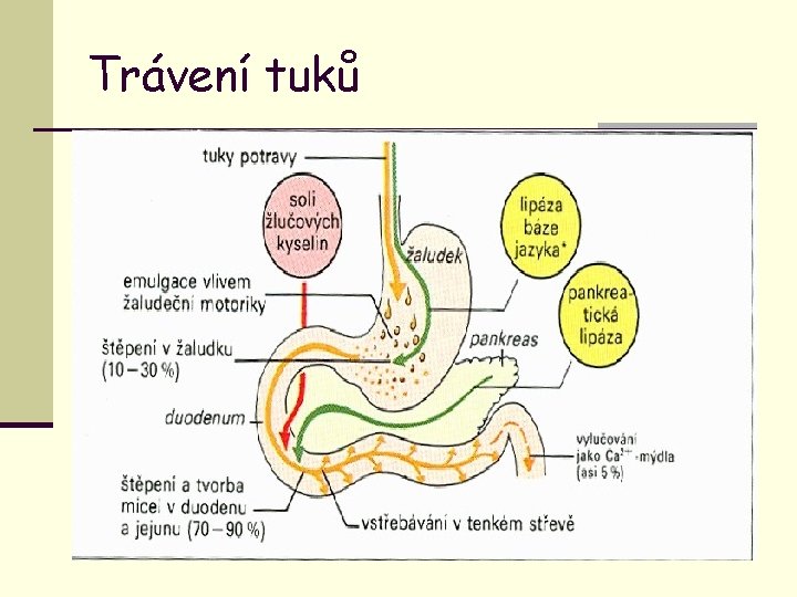 Trávení tuků 